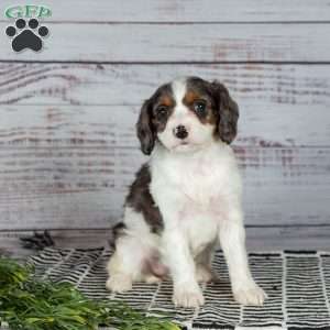 Elsie, Cavapoo Puppy